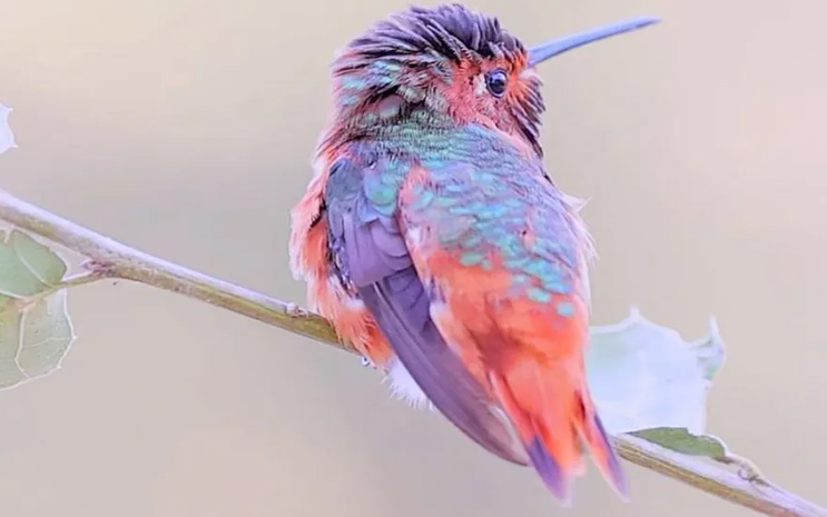 Beautiful Hummingbird Full of Colours