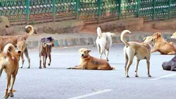  Crazy dog ​​on rampage.. Nine people injured.