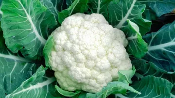  Do you like cauliflower and eat too much? But be careful..! Will have to suffer a huge loss.