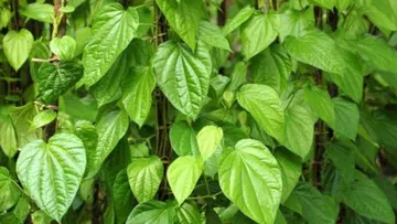  Don't be fooled by the fact that it is a betel leaf.. One leaf has many benefits.