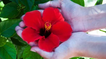  Heart health is strong with Hibiscus.. and abundant health benefits..