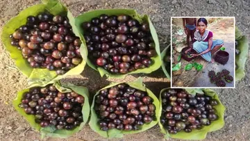  If you see these fruits, eat them immediately.. Great taste and excellent health.