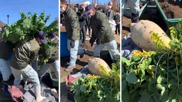 : It takes four people to lift this Baahubali Radish .. Believe it or not ..