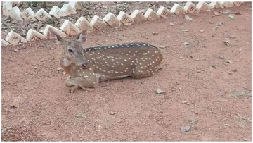  Shelter of a black deer in the police station..