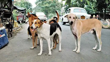  Stray dogs who took usura.. mob attack on a child.. with serious injuries.