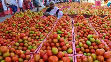  The price of tomato that is bringing tears to the farmer's eyes.