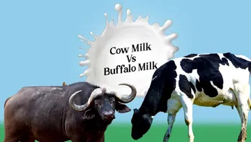  What is in cow's milk? What is not in buffalo milk? You will be shocked if you know the difference between the two.