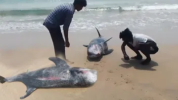 A huge dolphin that came to the shore.. was taken back and released into the water... a sin