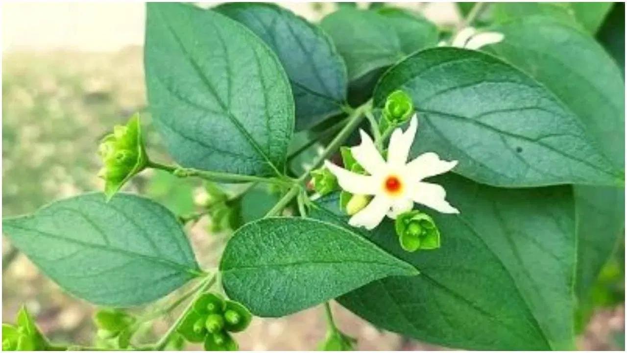 Are you suffering from body aches like the gentle touch of the Parijat leaves bring relief