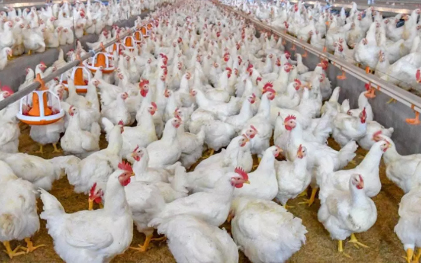 Bad news for chicken lovers - A new disease is affecting chickens