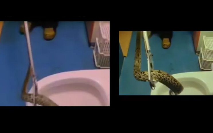 Big Snake in Wash Room Viral Video