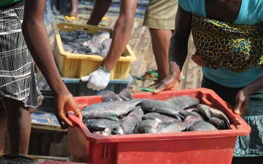  Unprecedented Demand for Fish – Here Why!