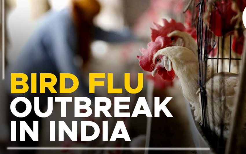 Bird Flu Outbreak Reported in East Godavari: Authorities Advise Caution