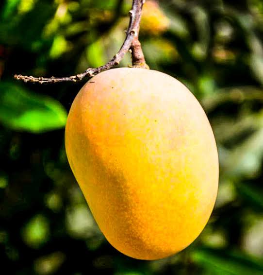 Do not take too much mango in summer