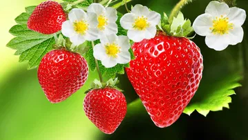 Do you know how many benefits of eating 2 strawberries a day especially check all those problems