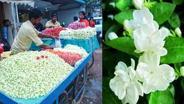 Due to the wedding season, the demand for jasmine flowers has increased.