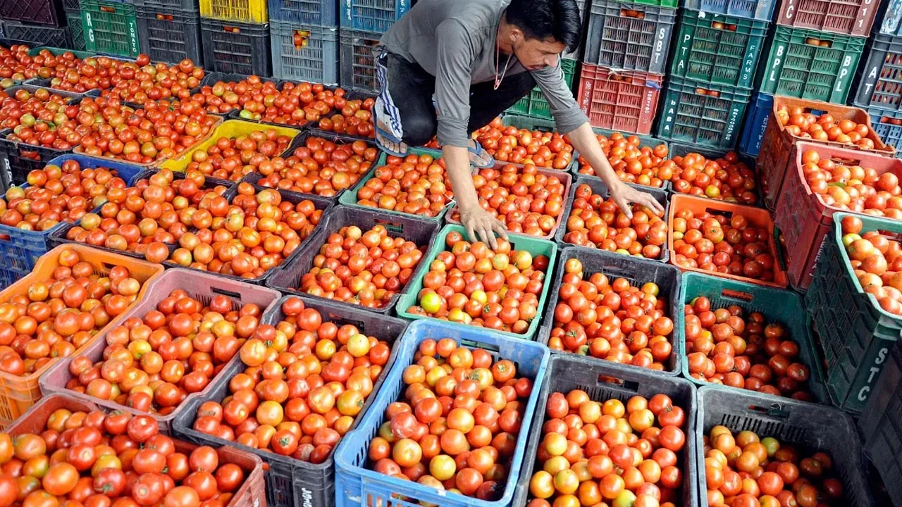 Growing prices Rising tomato costs Farmers' disappointment due to being unable to even break even