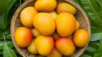 Mangoes are soaked in water for a while before eating Do you know why