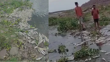 Officials have decided why the dead and piled up fish