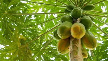 Papaya.. very rich.. do you know how many health benefits this one fruit has?