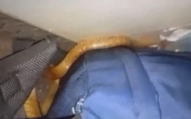 Snake in Running Train S5 Compartment Kerala