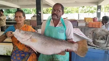 Tell us how much the huge festival apparatus caught in the net in Godavari