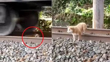 The timing of this dog that stayed under the train tracks is amazing.