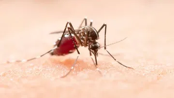 Things you must know to stay safe from dengue during monsoons