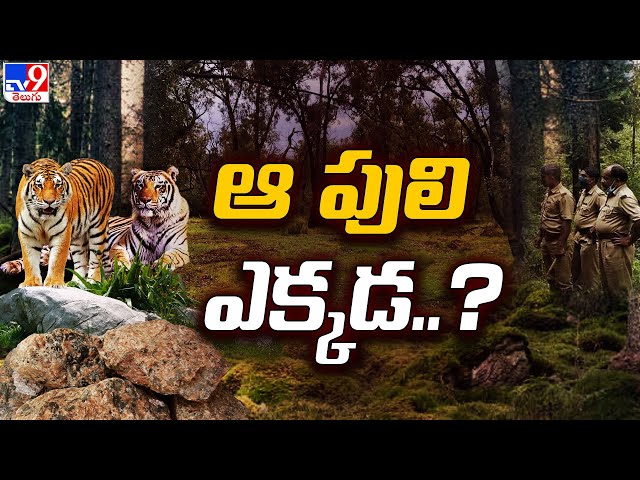 Tiger Search Operation in Kumuram Bheem Asifabad Forest - TV9 || Manavoice NEWS