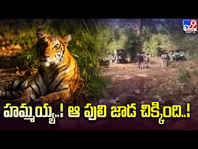 Tiger Search Operation - TV9 || Manavoice NEWS