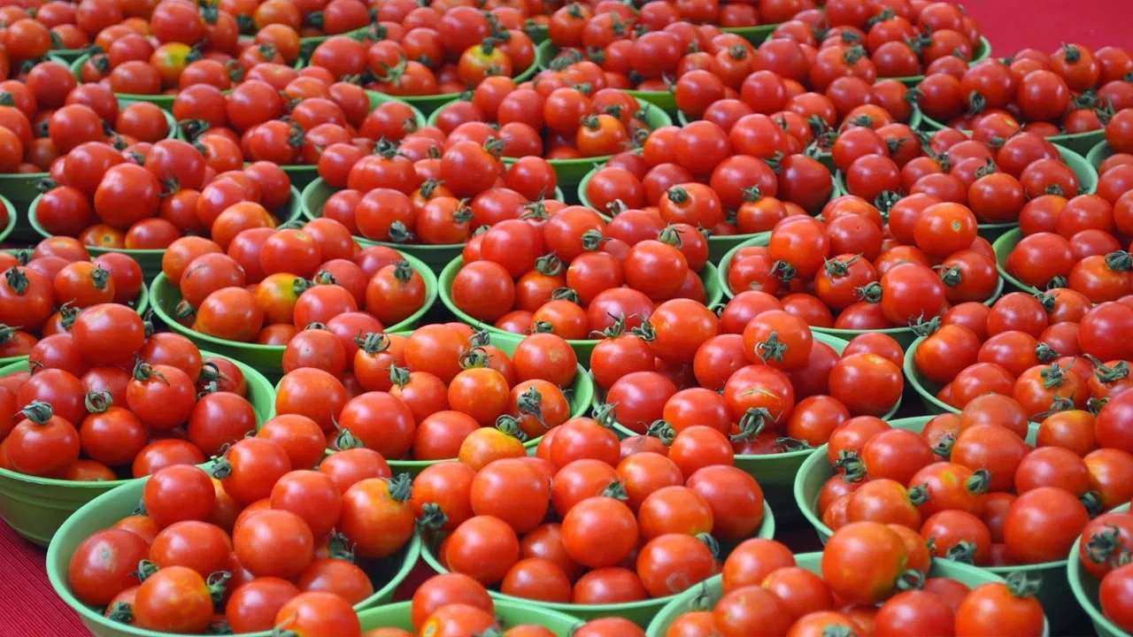 Tomato bought at the double century Rs. 200 at Nirmal District Bhainsa Market