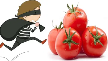 Tomatoes are gold and they are wise men who went to theft and stole tomatoes