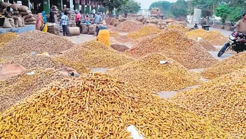 Turmeric prices falling to rock bottom.. Farmers in deep worry.